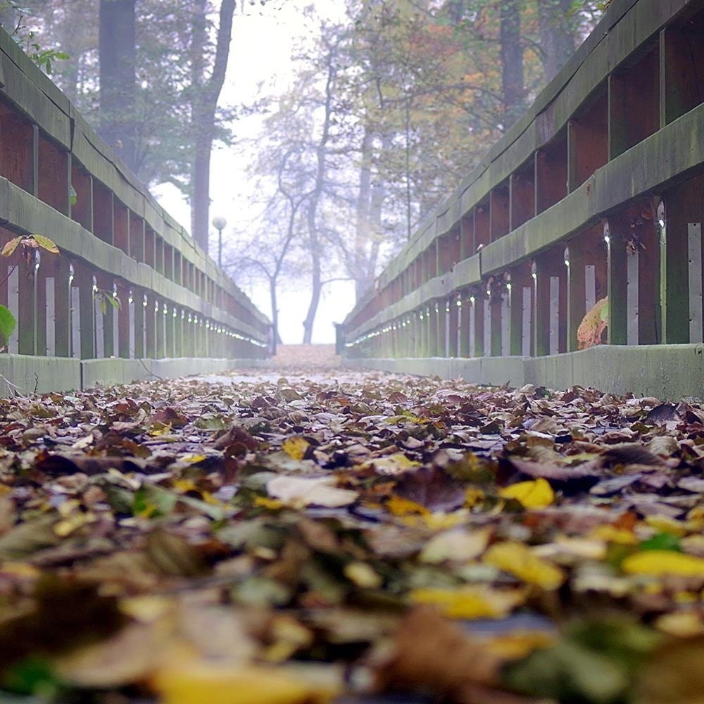 Glezna baltā rāmī - Leaves On The Bridge In The Woods Home Trends DECO