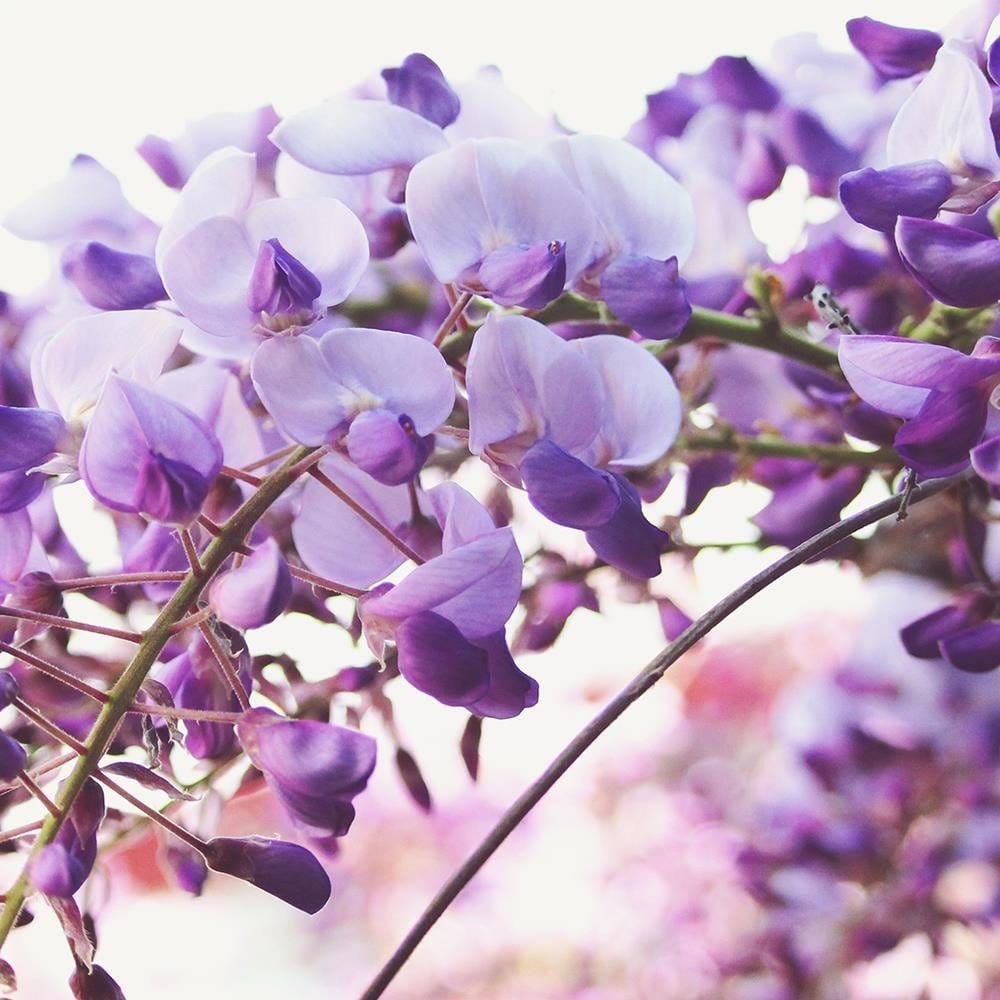Glezna baltā rāmī - Lilac Wisteria Flowers  Home Trends DECO