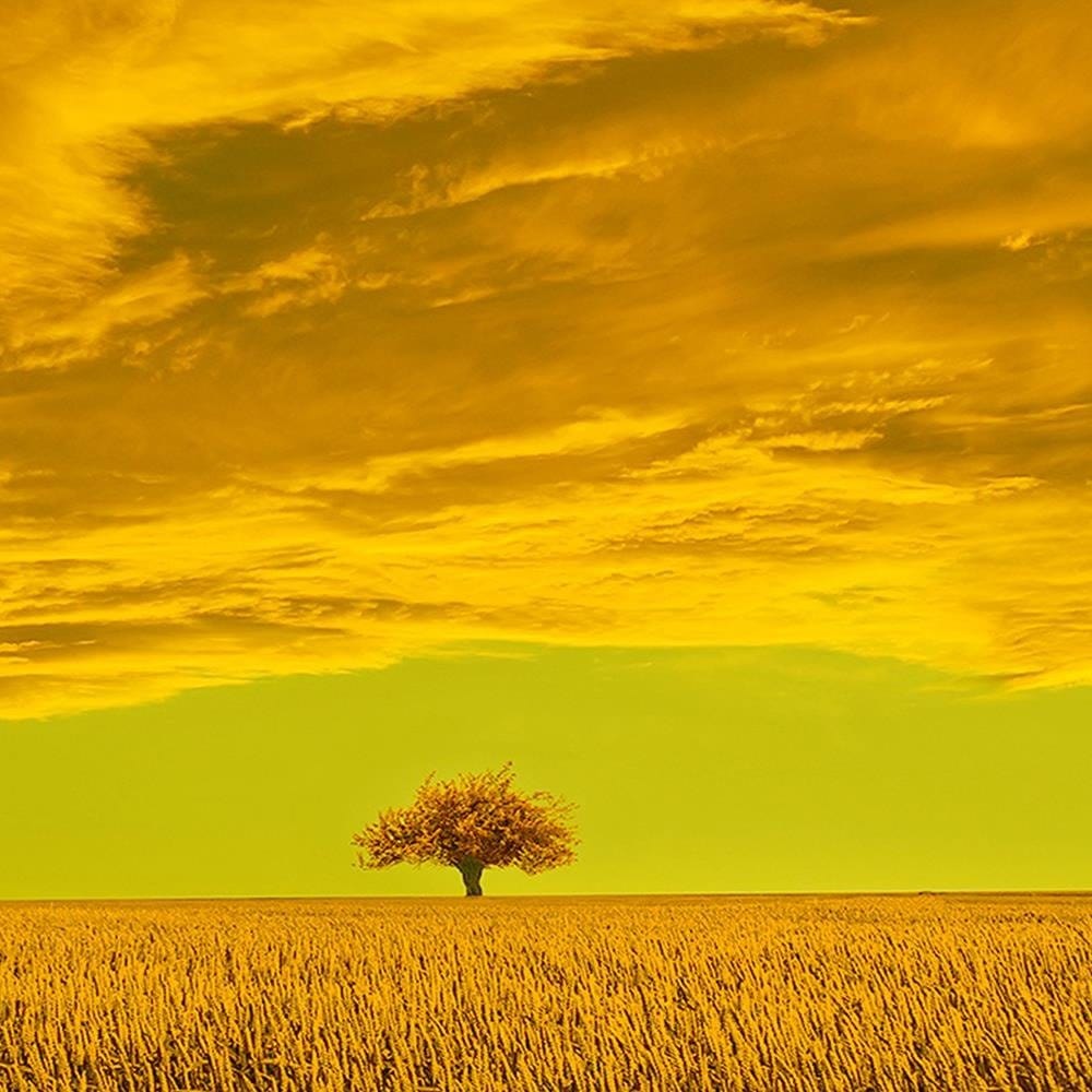 Glezna baltā rāmī - Lone Tree In Field Home Trends DECO