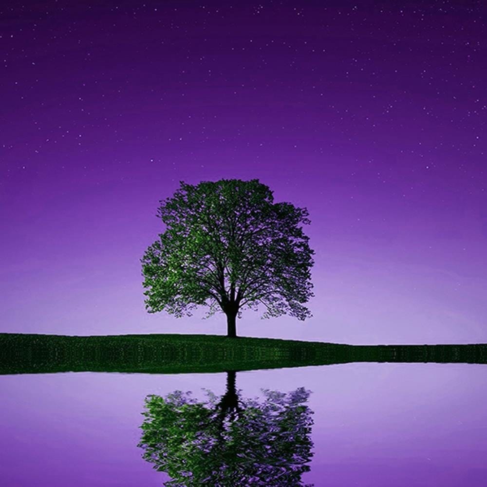 Glezna baltā rāmī - Lonely Tree 3 Home Trends DECO