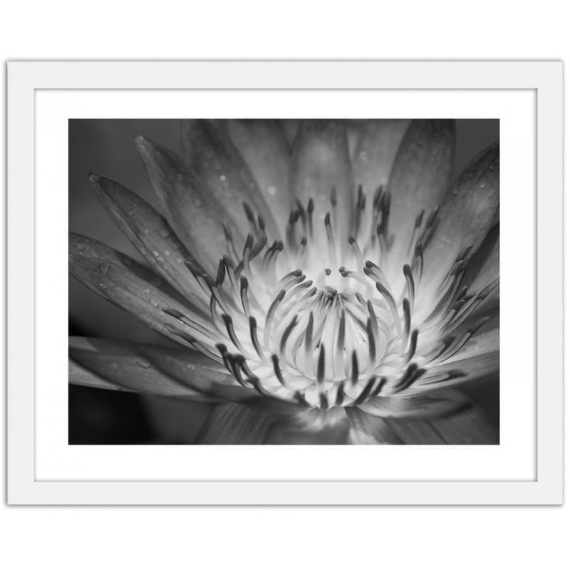 Glezna baltā rāmī - Lotus flower 2 Home Trends DECO