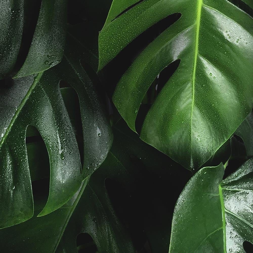 Glezna baltā rāmī - Lush Green Home Trends DECO