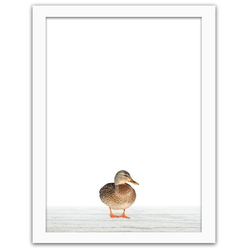 Glezna baltā rāmī - Mallard duck Home Trends DECO