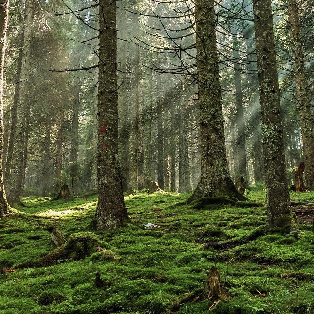 Glezna baltā rāmī - Moss In The Forest Home Trends DECO