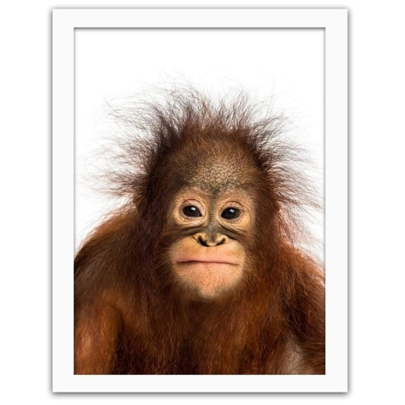 Glezna baltā rāmī - Orangutan Home Trends DECO