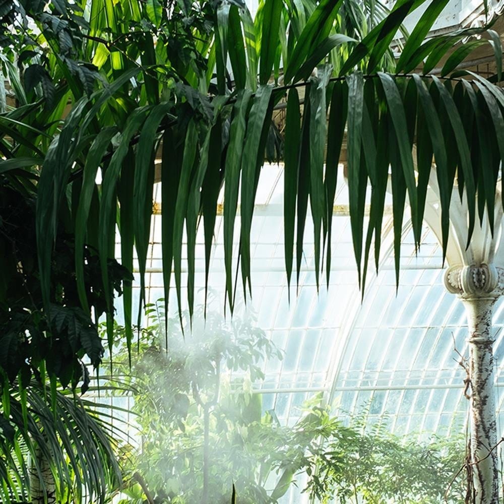 Glezna baltā rāmī - Palm House Home Trends DECO