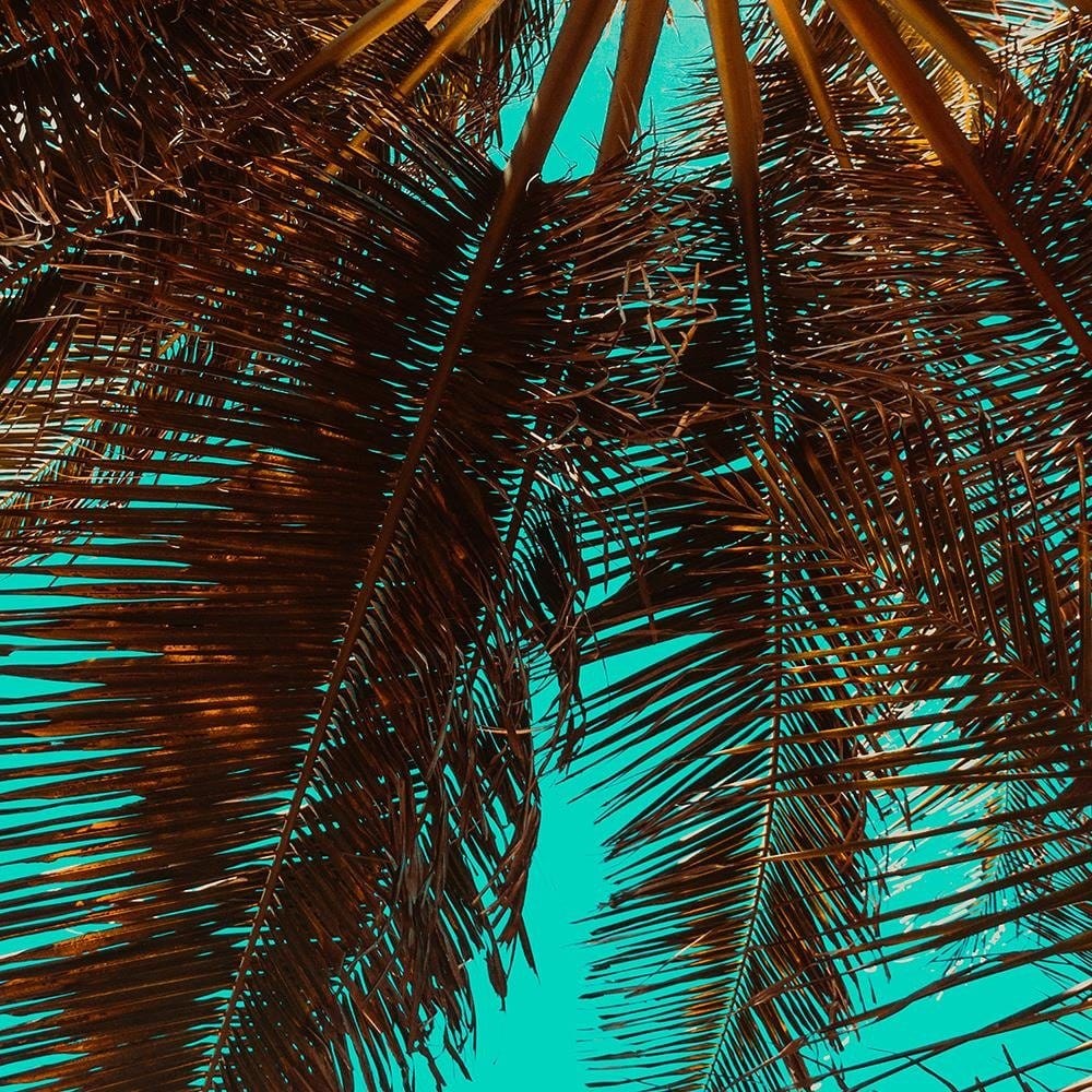 Glezna baltā rāmī - Palm Tree On A Turquoise Sky Home Trends DECO