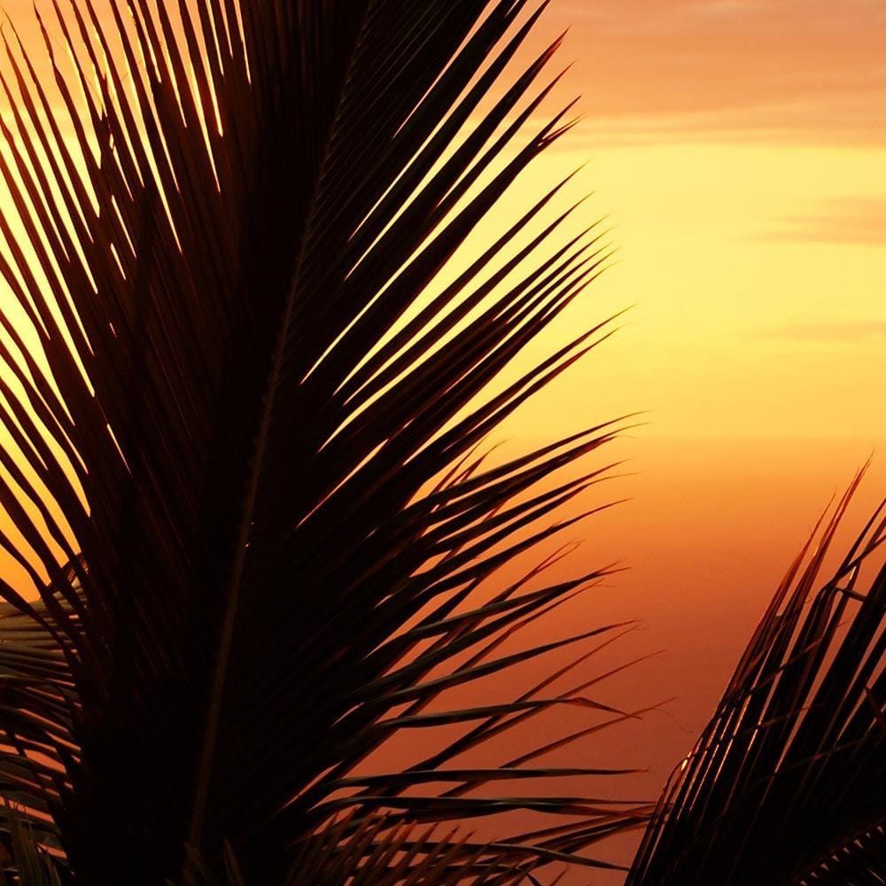 Glezna baltā rāmī - Palm Tree Over Sea Home Trends DECO