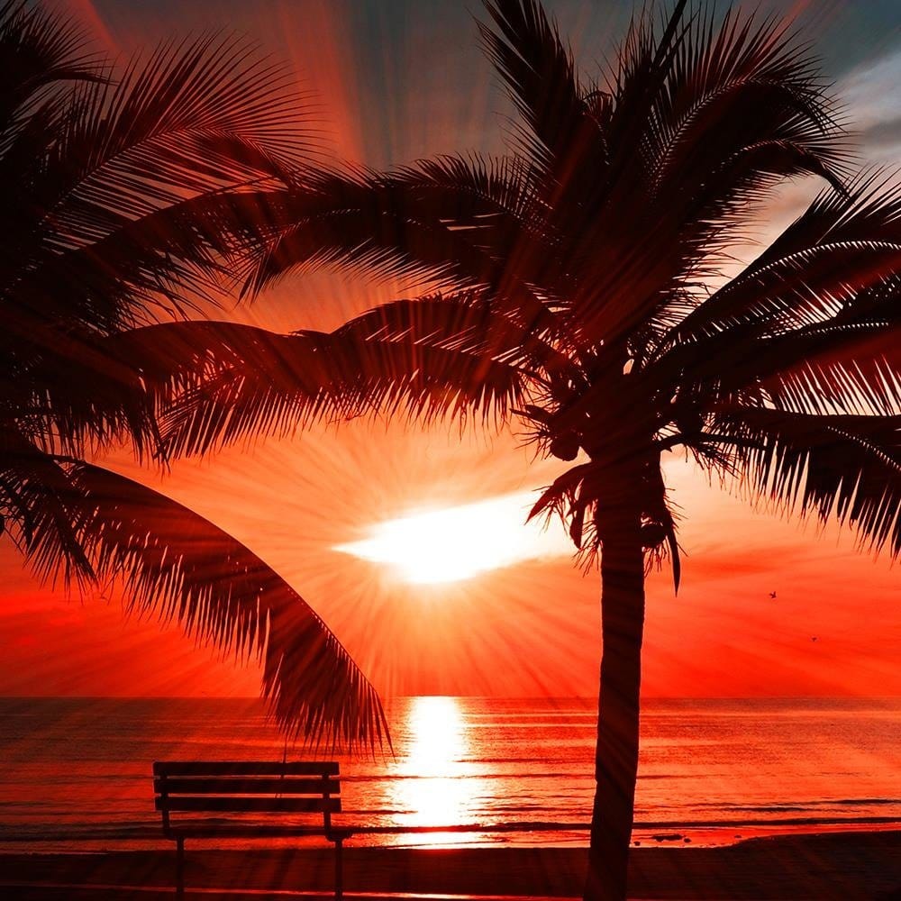 Glezna baltā rāmī - Palm Trees And Sun Rays 3 Home Trends DECO