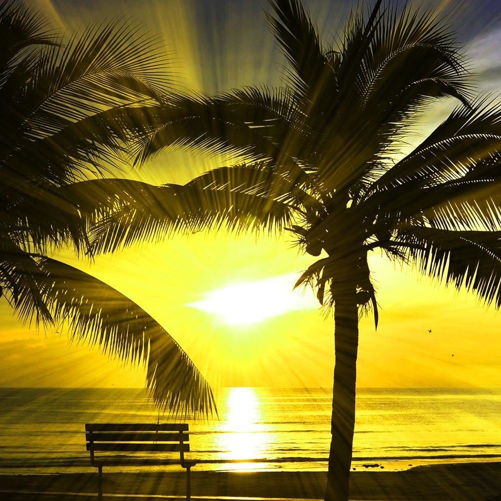Glezna baltā rāmī - Palm Trees And Sun Rays 4 Home Trends DECO
