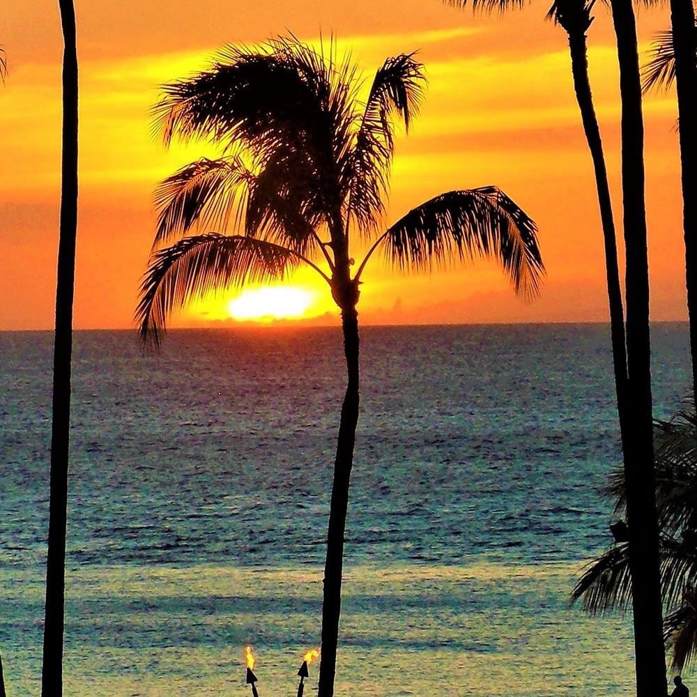 Glezna baltā rāmī - Palm Trees At Sunset Home Trends DECO