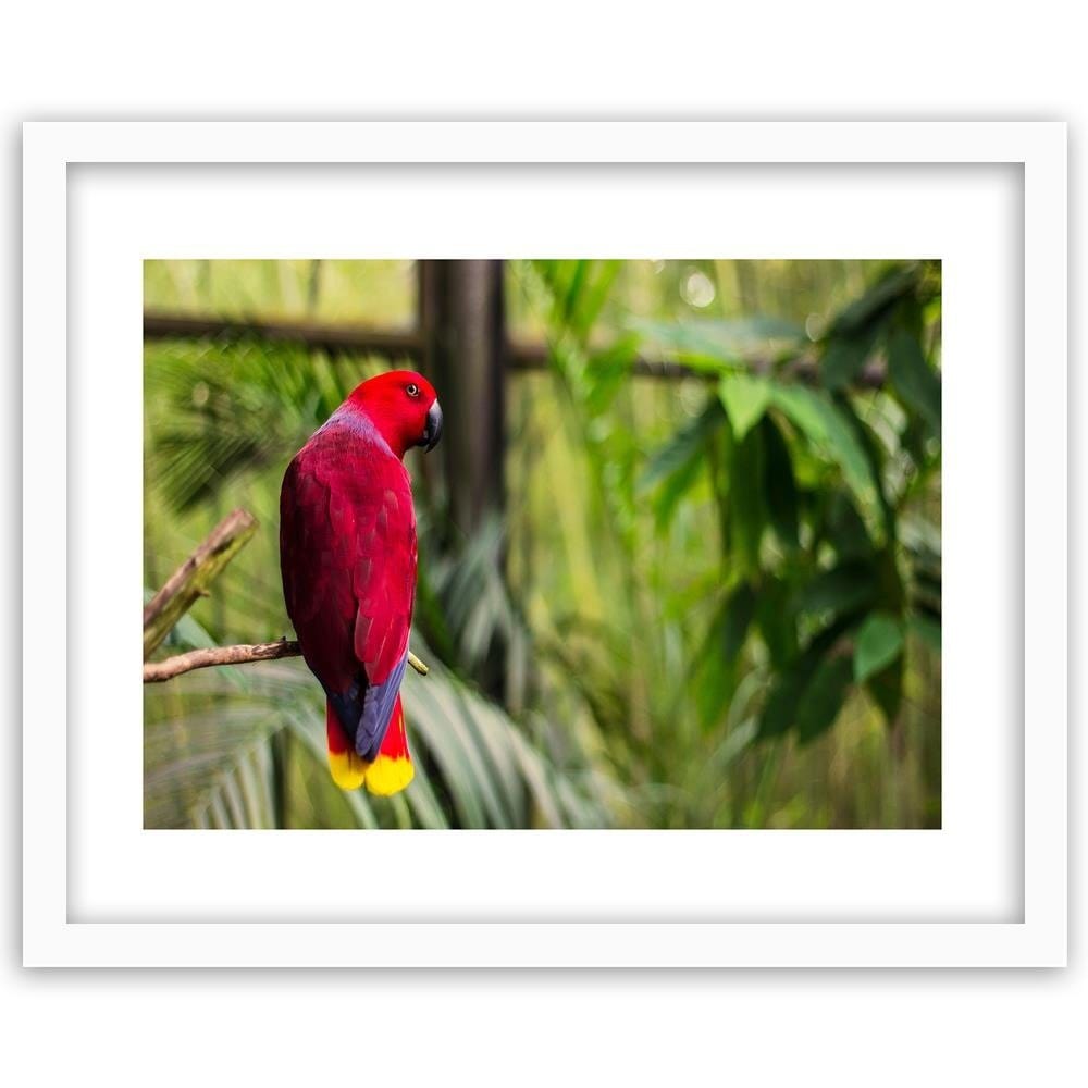 Glezna baltā rāmī - Paradise Parrot Home Trends DECO