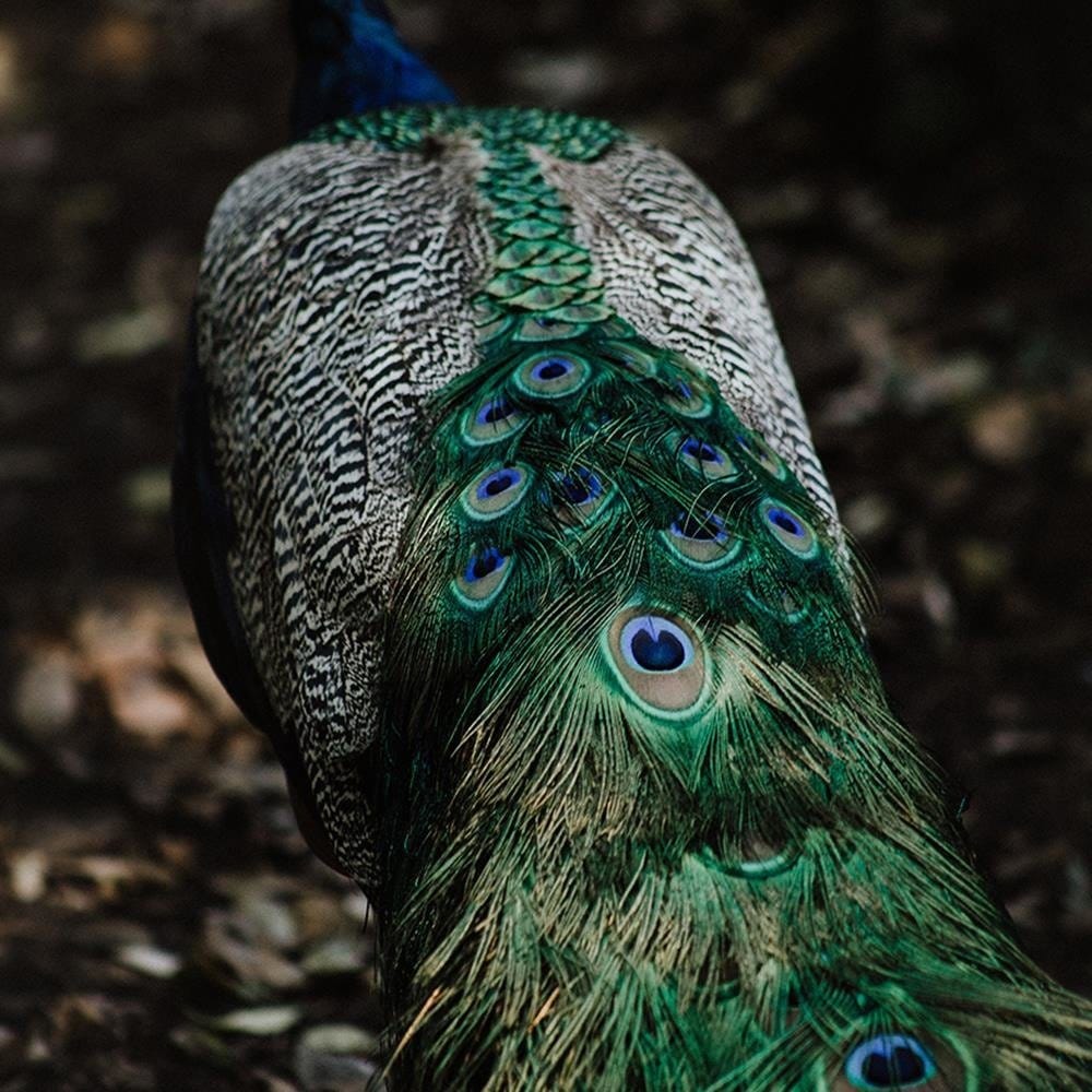 Glezna baltā rāmī - Peacock's Tail Home Trends DECO