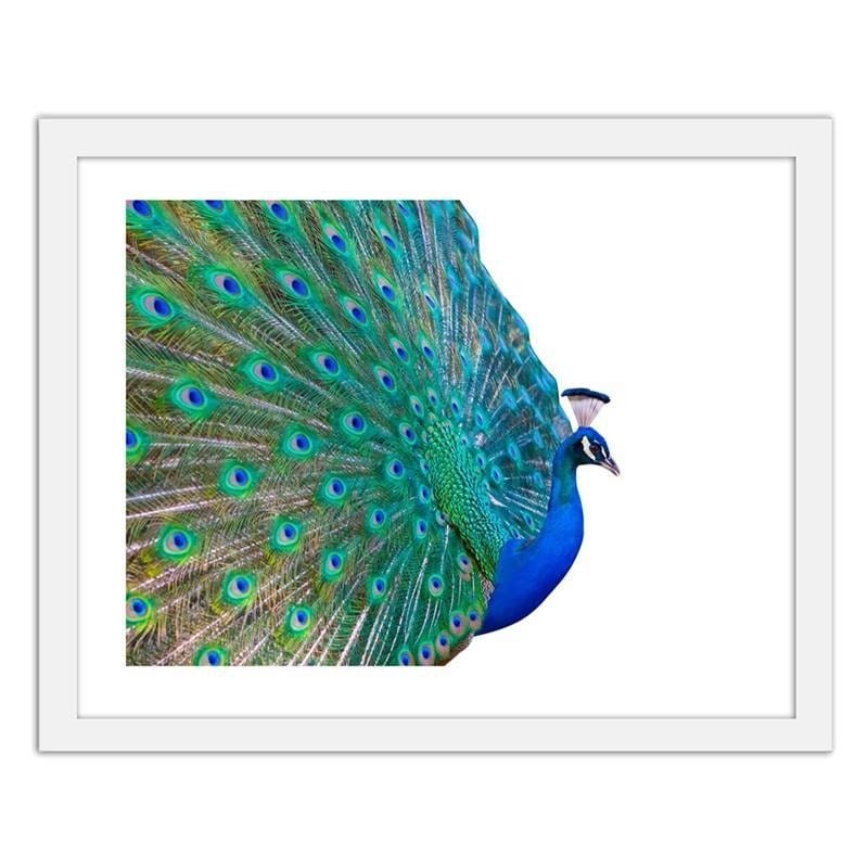 Glezna baltā rāmī - Peacock with a tail spread out Home Trends DECO