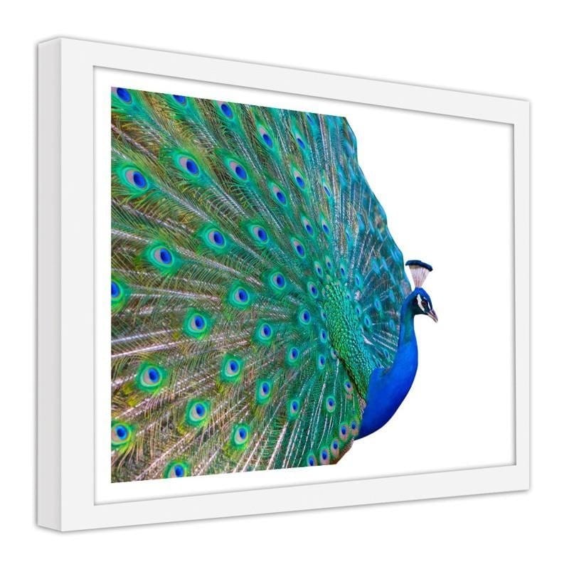 Glezna baltā rāmī - Peacock with a tail spread out Home Trends DECO