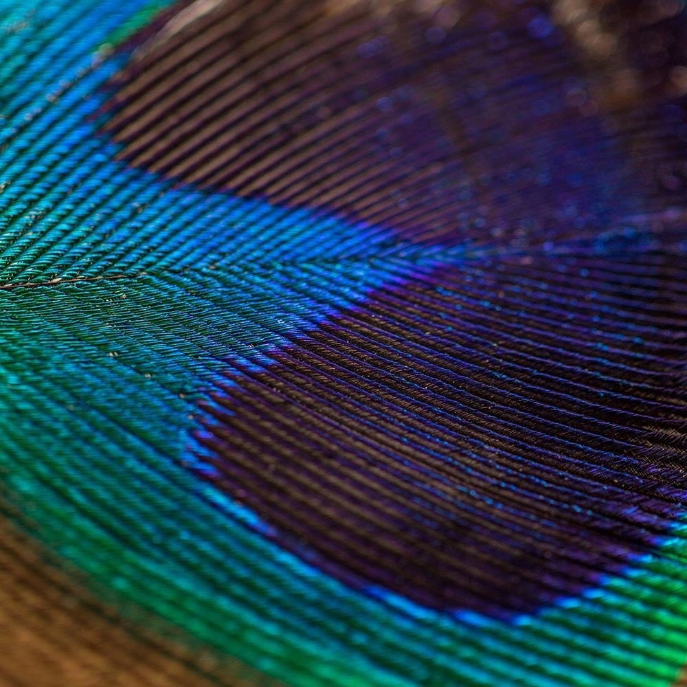 Glezna baltā rāmī - Peacocks Eye Home Trends DECO