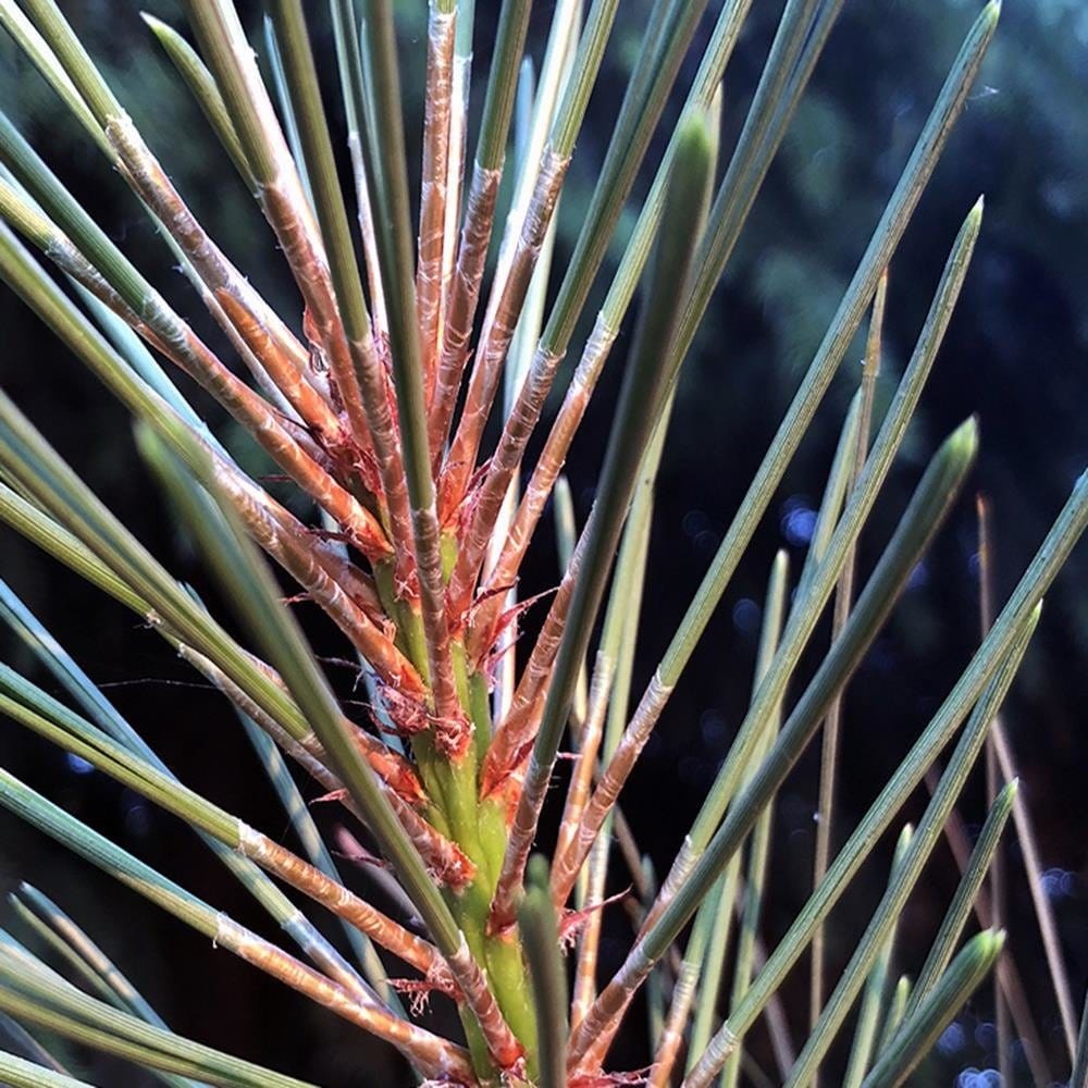 Glezna baltā rāmī - Pine Needles Home Trends DECO