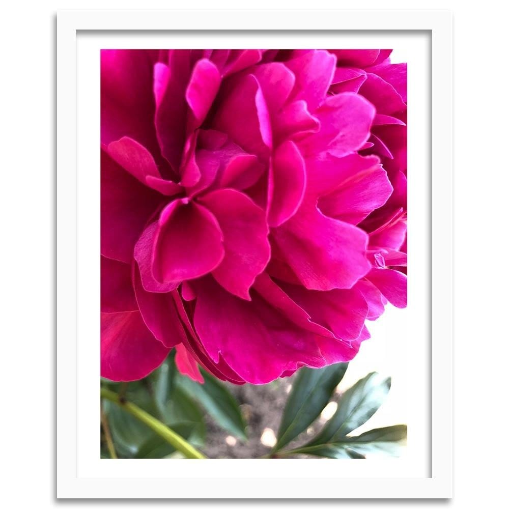 Glezna baltā rāmī - Pink Peony Home Trends DECO