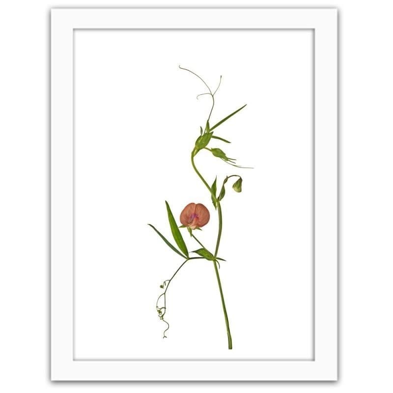 Glezna baltā rāmī - Plant Home Trends DECO