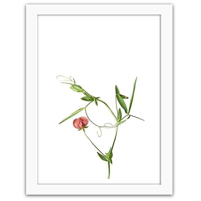 Glezna baltā rāmī - Plant on a white background Home Trends DECO