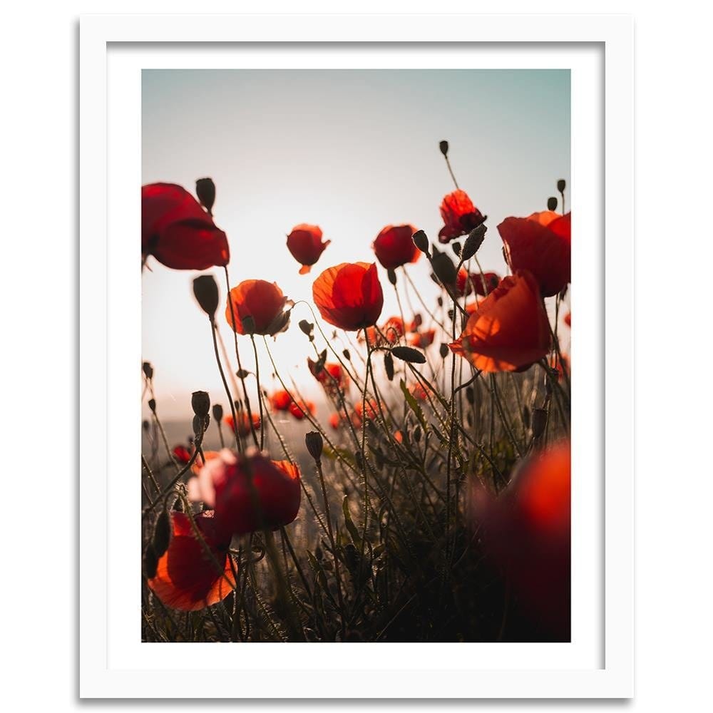 Glezna baltā rāmī - Poppies In Suns Home Trends DECO