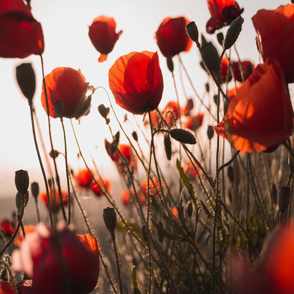 Glezna baltā rāmī - Poppies In Suns  Home Trends DECO