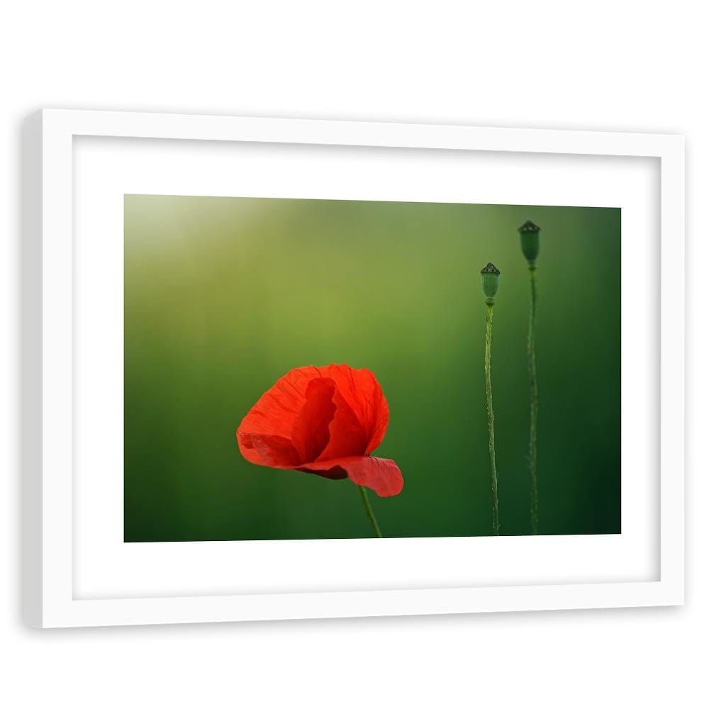 Glezna baltā rāmī - Poppy Flower On A Green Background Home Trends DECO