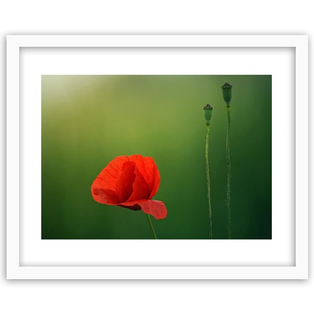 Glezna baltā rāmī - Poppy Flower On A Green Background Home Trends DECO