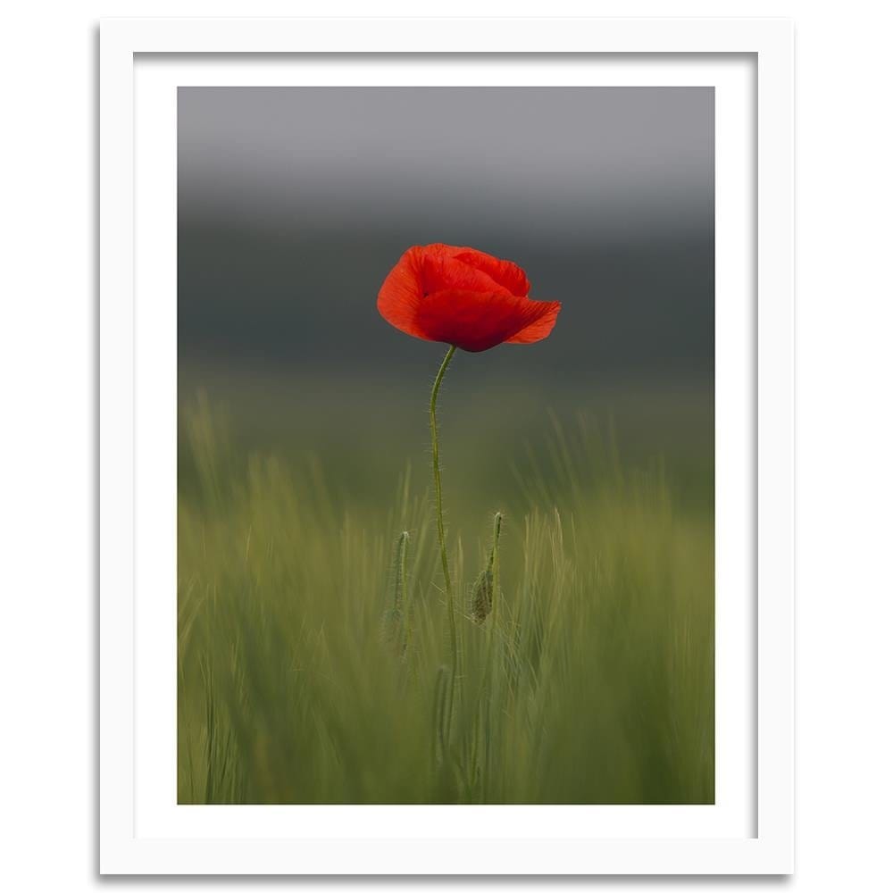 Glezna baltā rāmī - Poppy In Half Home Trends DECO