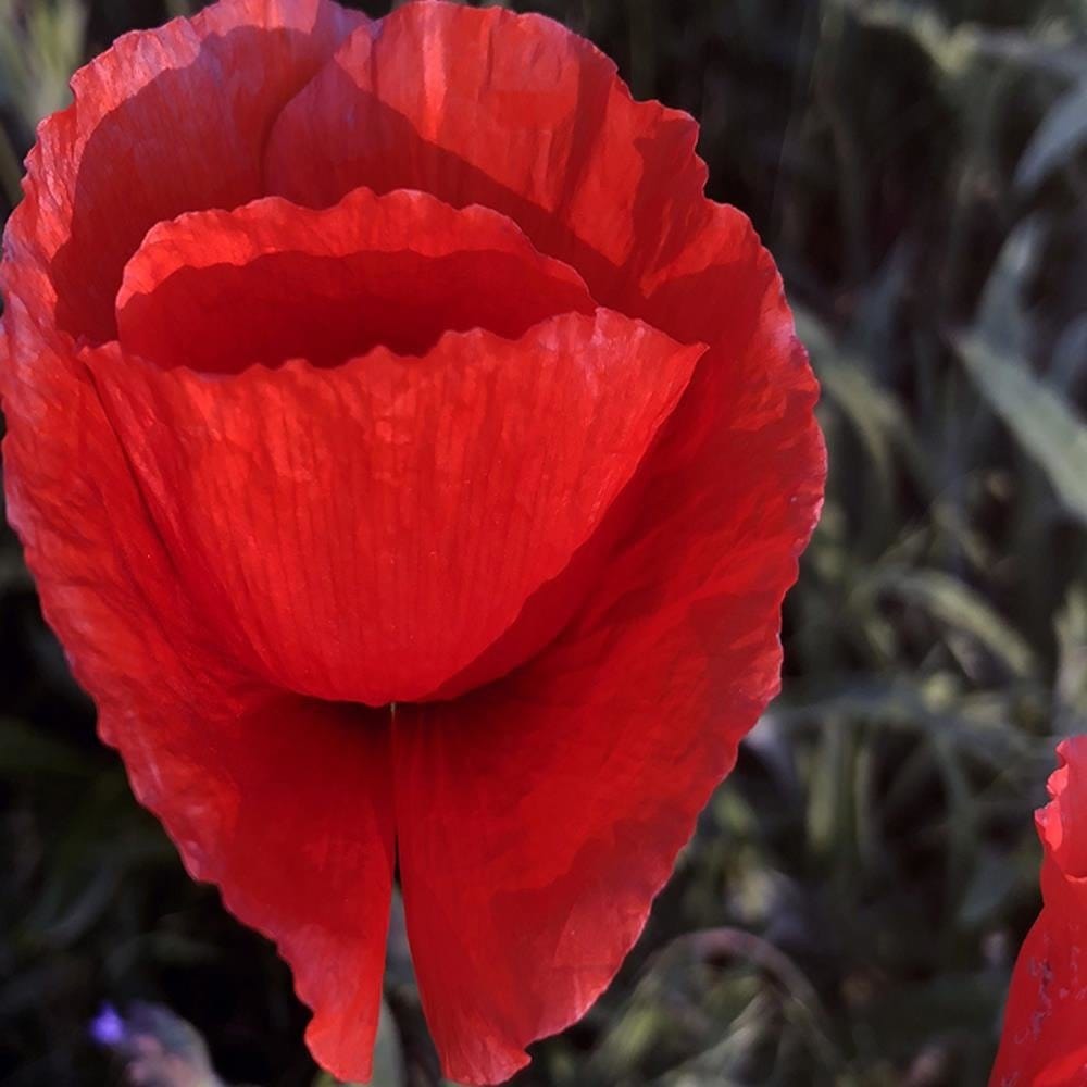 Glezna baltā rāmī - Poppy Petals Home Trends DECO