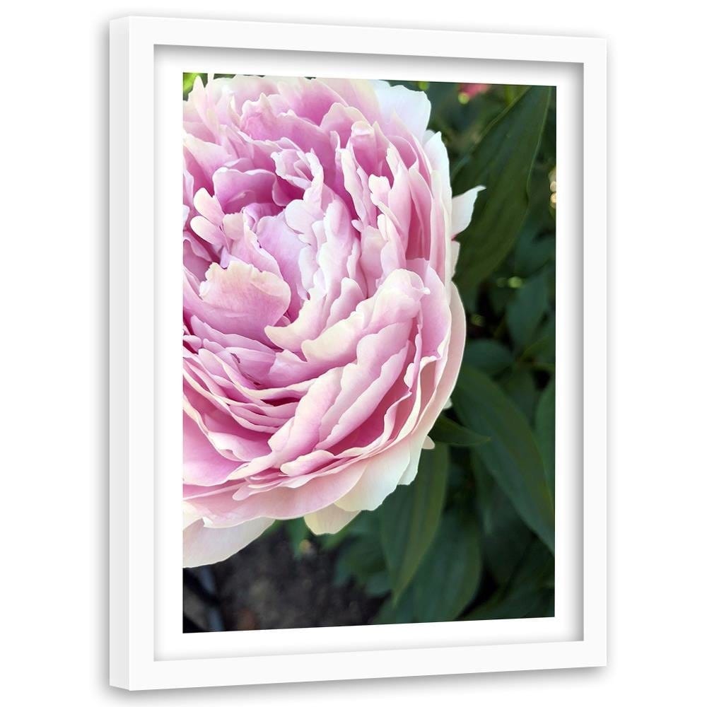 Glezna baltā rāmī - Pretty Pink Peony Home Trends DECO