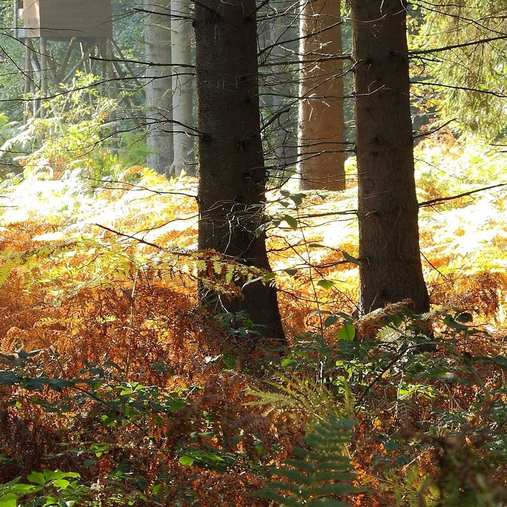 Glezna baltā rāmī - Pulpit Hunting In The Forest Home Trends DECO
