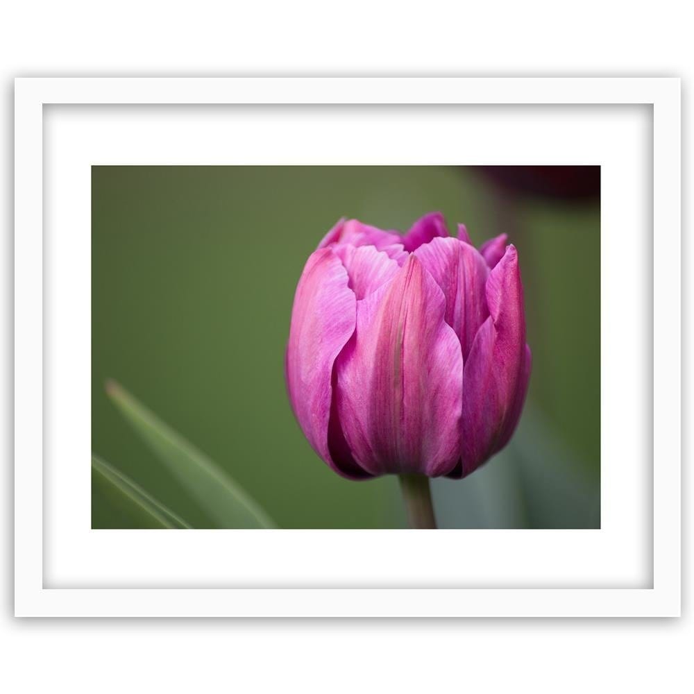 Glezna baltā rāmī - Purple Tulip Home Trends DECO