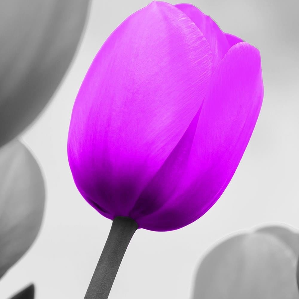 Glezna baltā rāmī - Purple Tulip In Gray Home Trends DECO