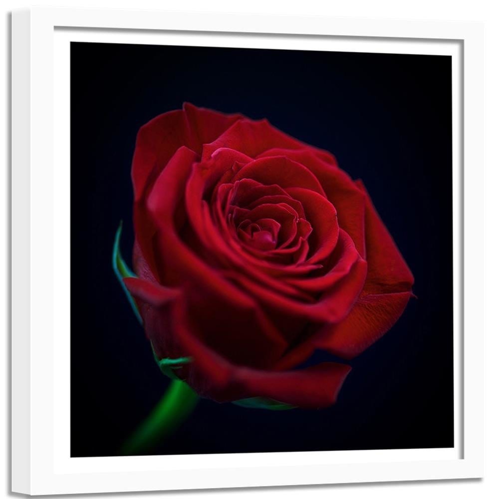 Glezna baltā rāmī - Red Rose In The Dark Home Trends DECO