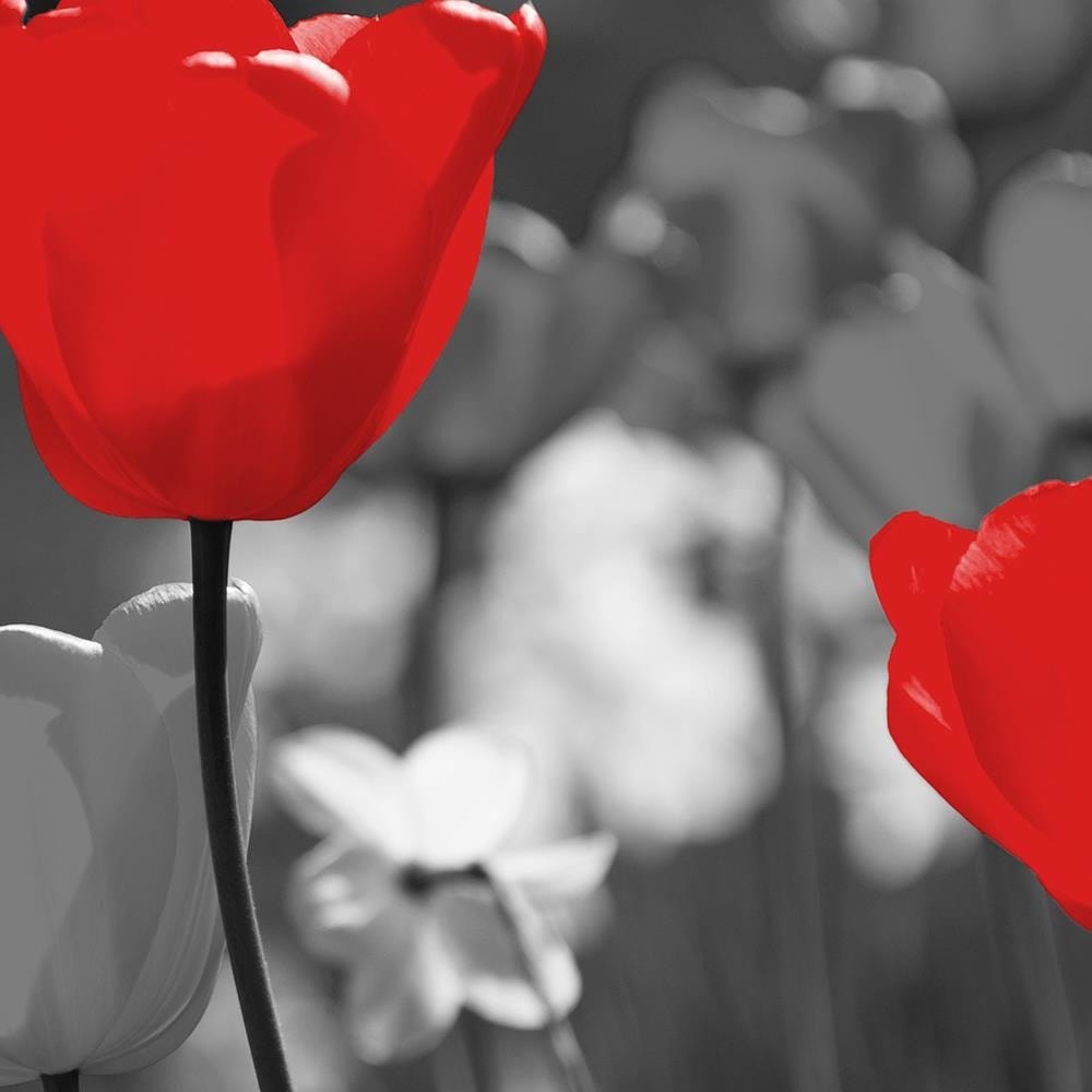 Glezna baltā rāmī - Red Tulips In Gray Home Trends DECO