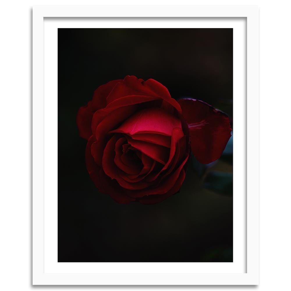 Glezna baltā rāmī - Rose On A Black Background Home Trends DECO