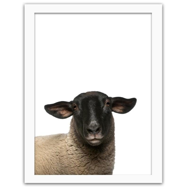 Glezna baltā rāmī - Sheep Home Trends DECO