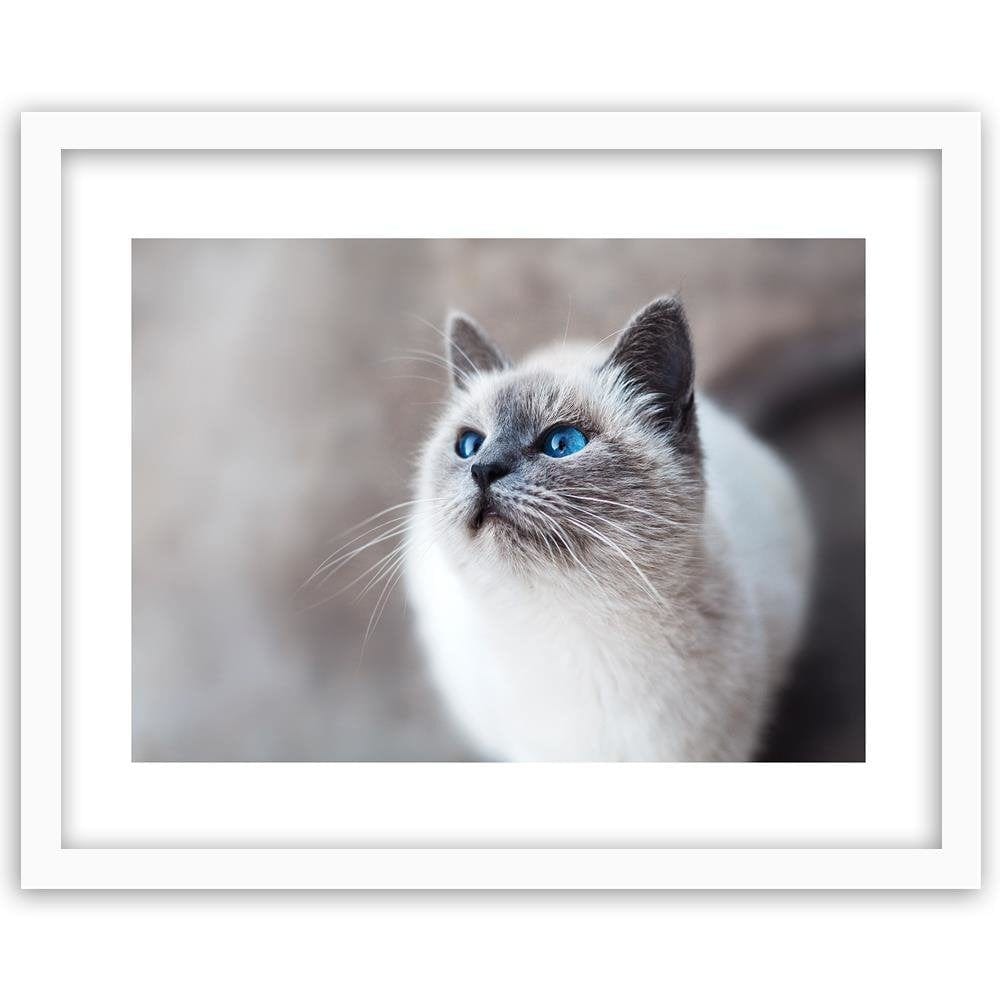 Glezna baltā rāmī - Siberian Cat Home Trends DECO