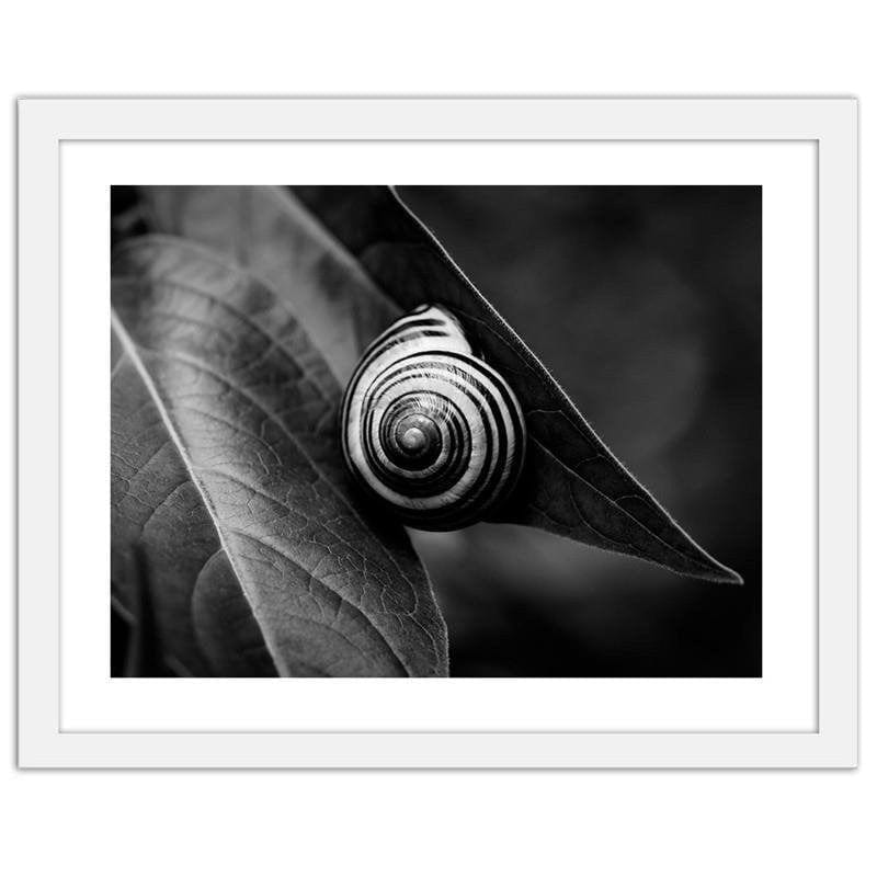 Glezna baltā rāmī - Snail on a leaf in summer Home Trends DECO