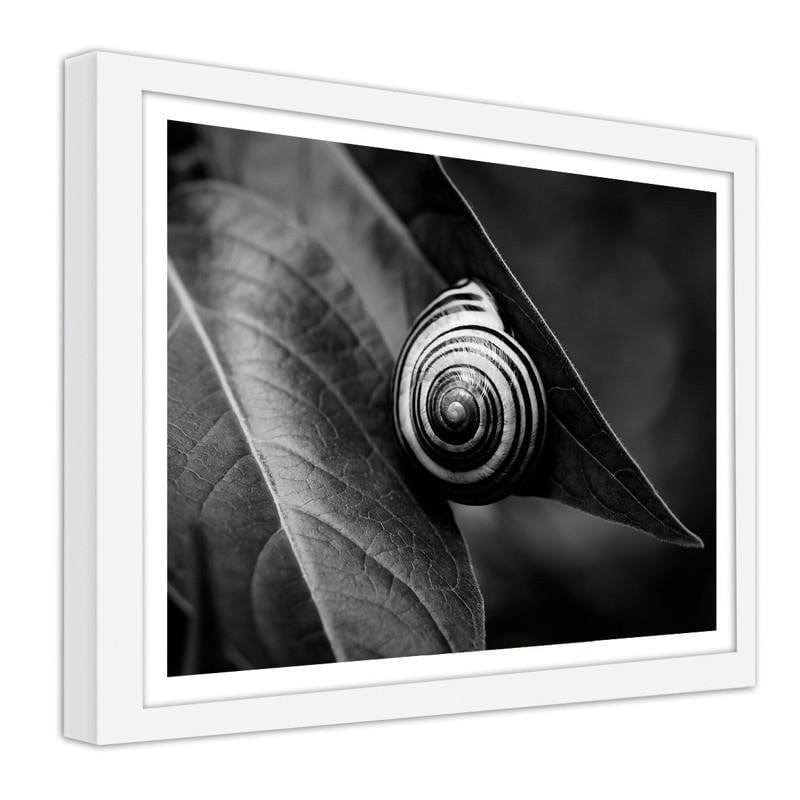 Glezna baltā rāmī - Snail on a leaf in summer Home Trends DECO