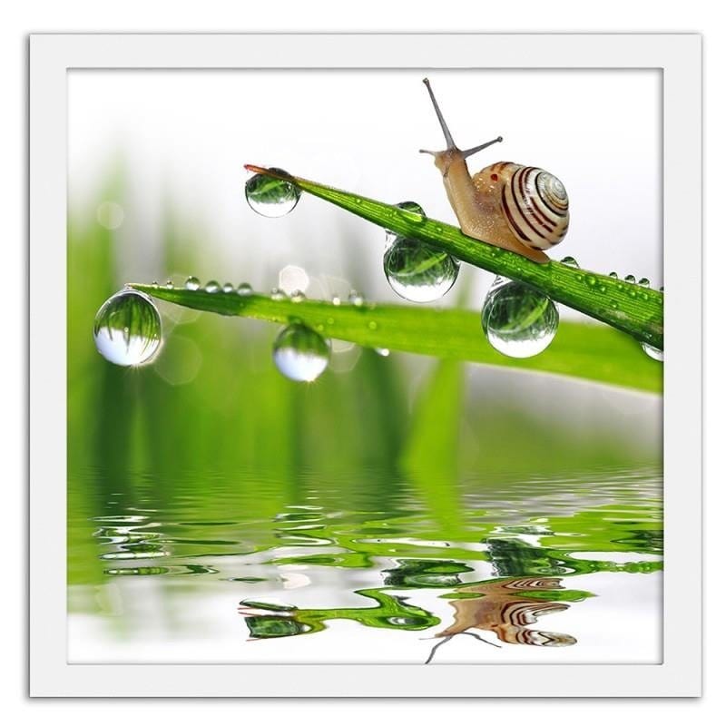 Glezna baltā rāmī - Snail on sprinkled grass Home Trends DECO