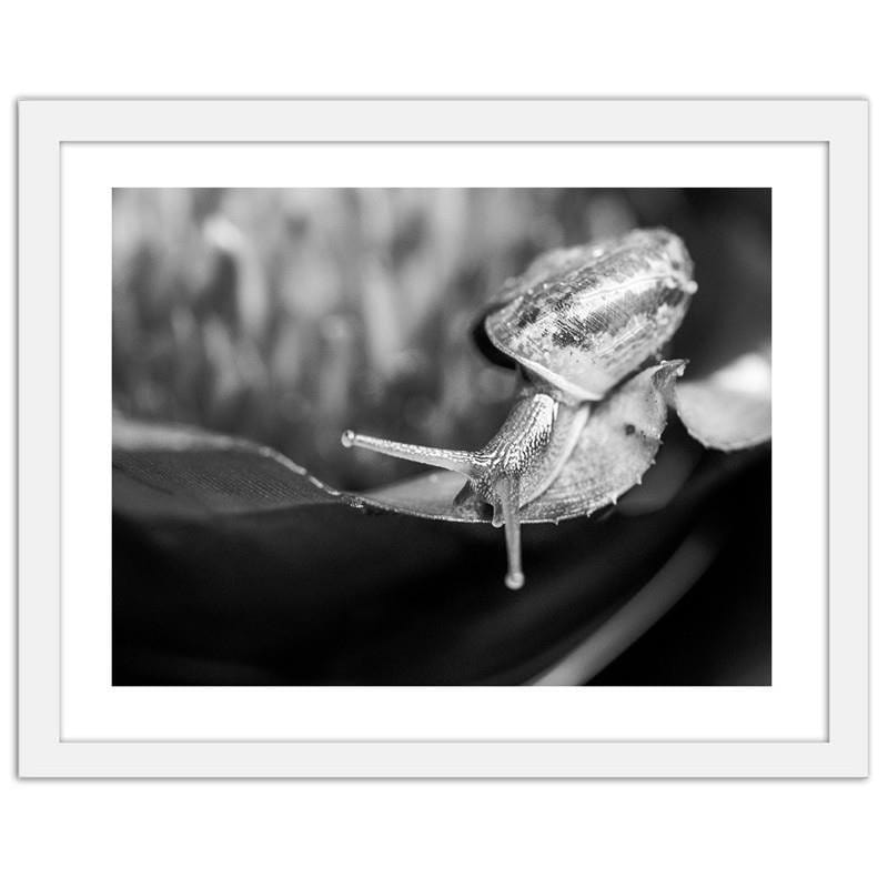 Glezna baltā rāmī - Snail on the leaf Home Trends DECO