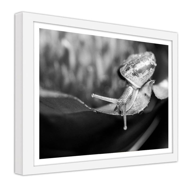 Glezna baltā rāmī - Snail on the leaf Home Trends DECO