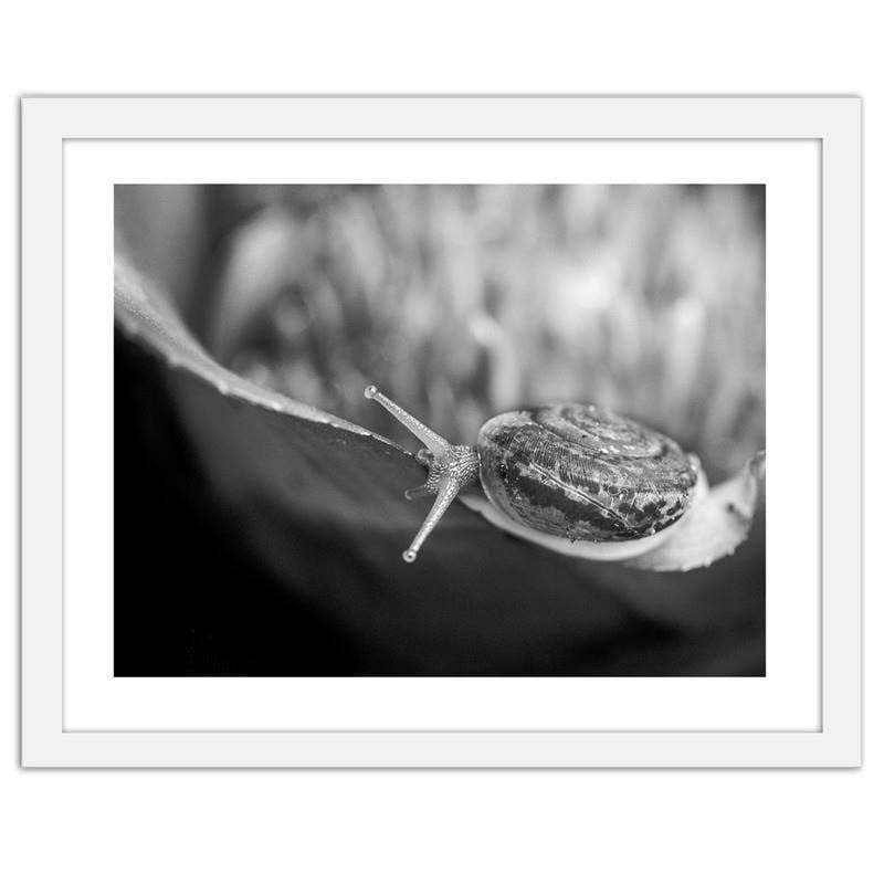 Glezna baltā rāmī - Snail on the plant Home Trends DECO