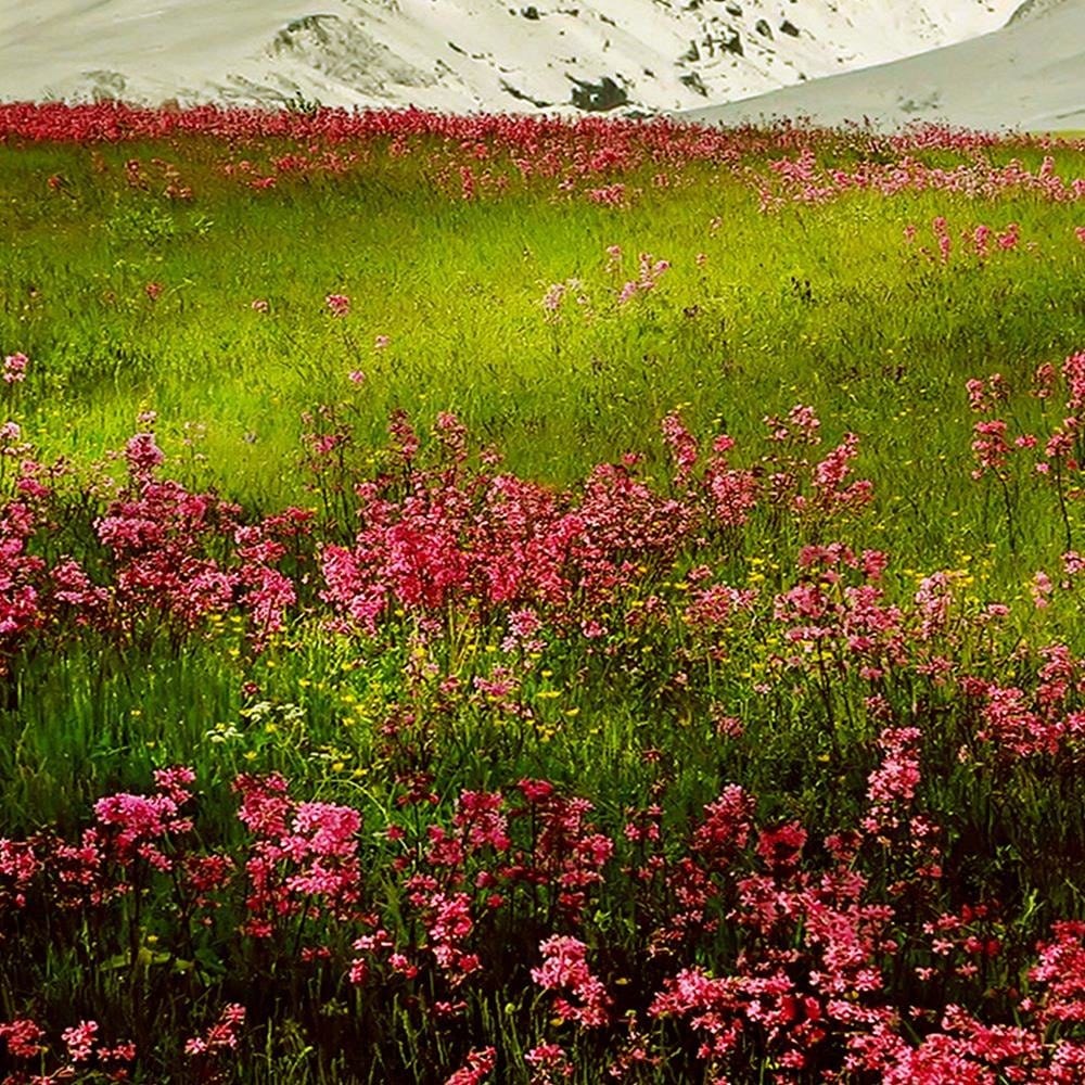 Glezna baltā rāmī - Snowy Mountains And Colorful Meadow Home Trends DECO