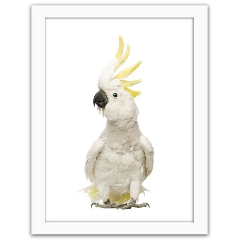 Glezna baltā rāmī - Sulfur-crested cockatoos Home Trends DECO