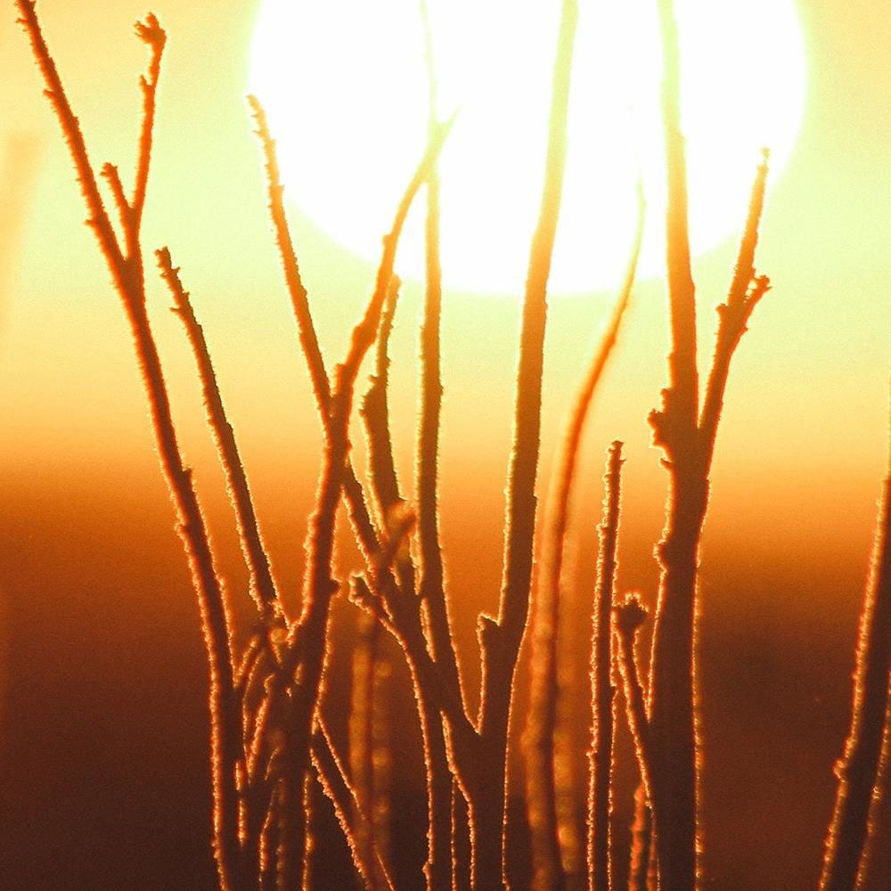 Glezna baltā rāmī - Sunset And Shrubs Home Trends DECO