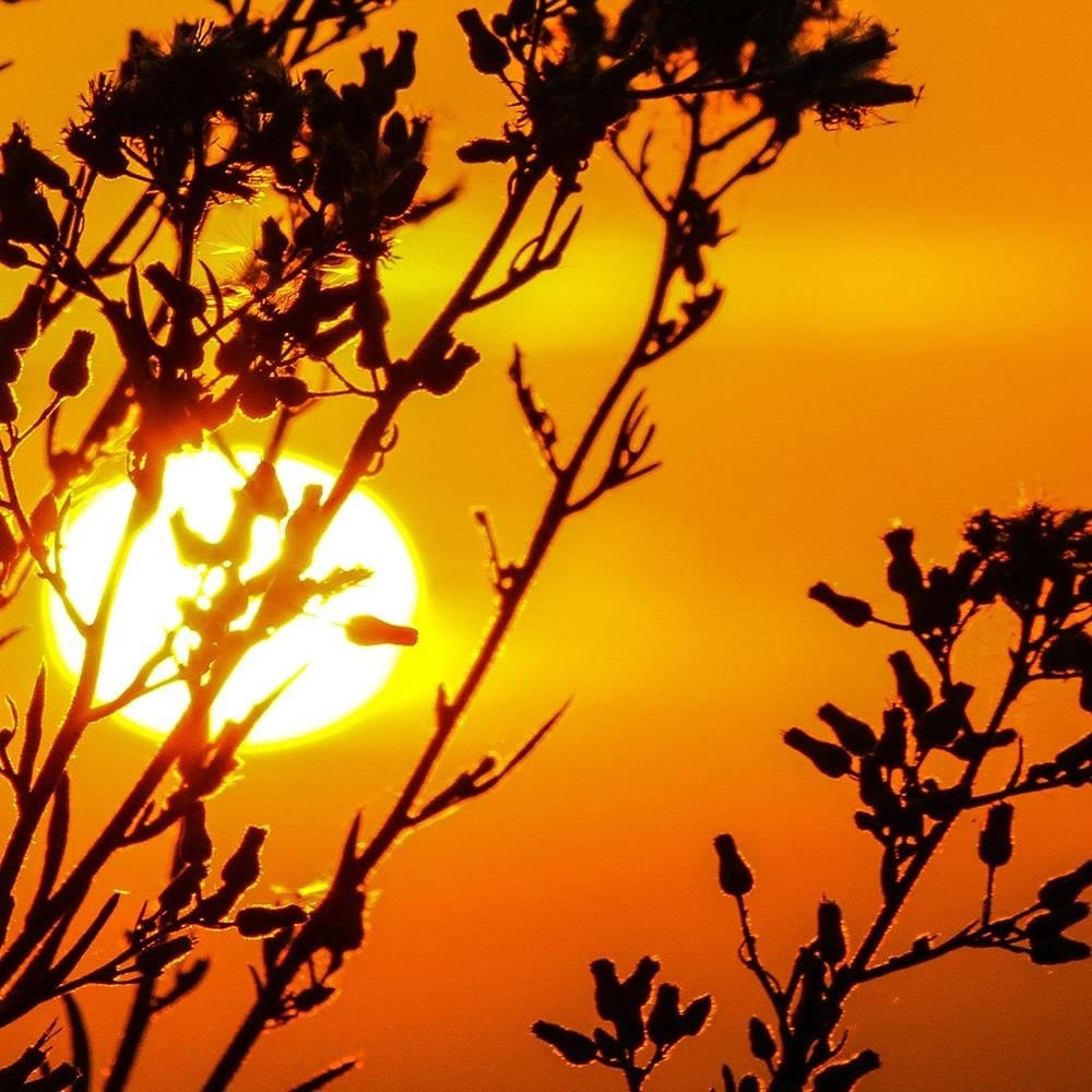 Glezna baltā rāmī - Sunset Behind A Plant Home Trends DECO