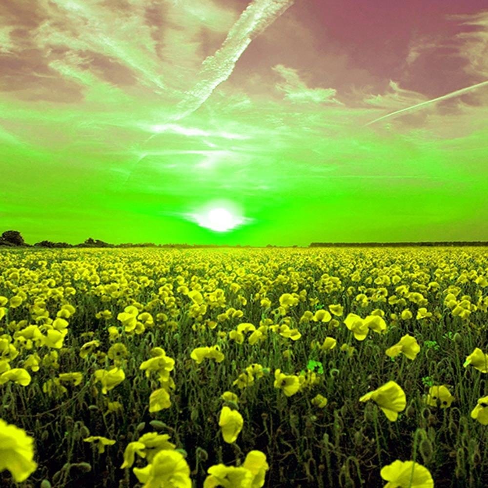 Glezna baltā rāmī - Sunset Over A Field Poppy 4 Home Trends DECO